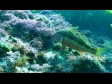 Goatfish 1368